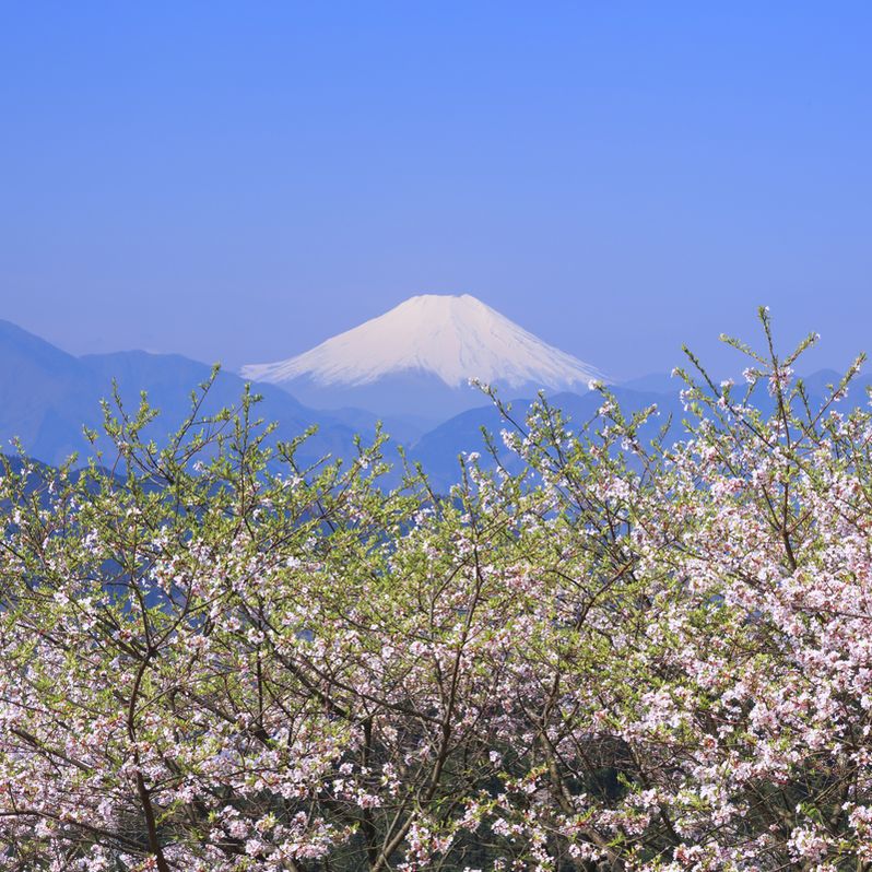 甲州街道から富士を望む